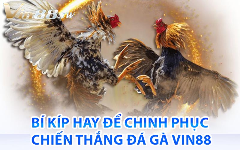 đá gà vin88