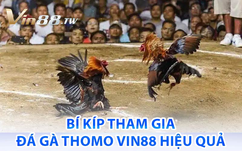 đá gà Thomo vin88