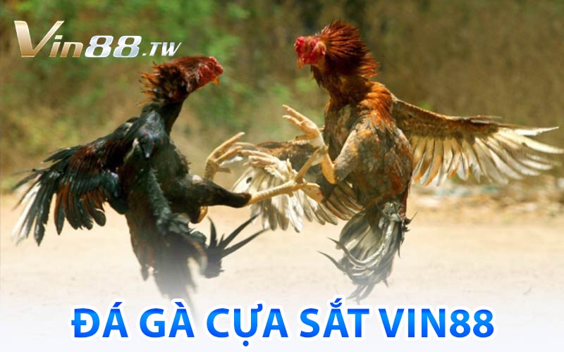 Đá Gà Cựa Sắt Vin88