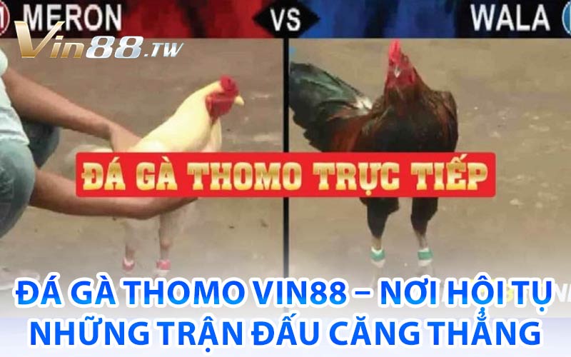 Đá Gà Thomo Vin88