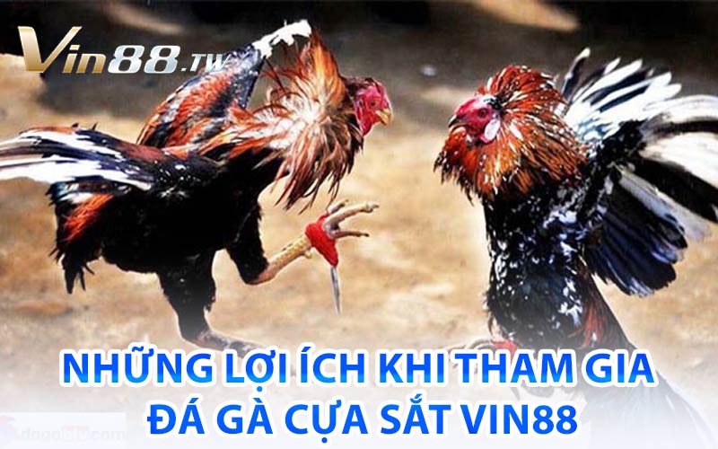 Đá Gà Cựa Sắt Vin88