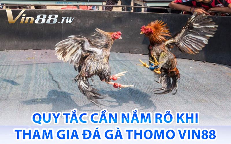 đá gà Thomo vin88